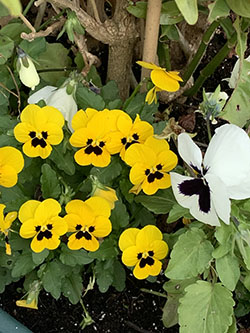 עיצוב גינות