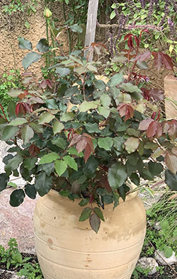 עיצוב גינות