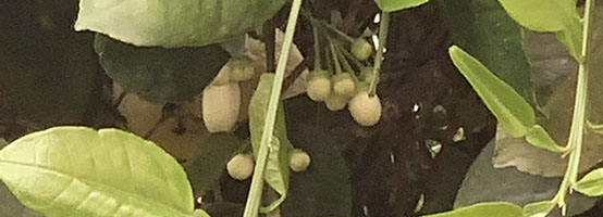 עיצוב גינות