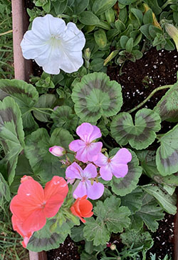 עיצוב גינות