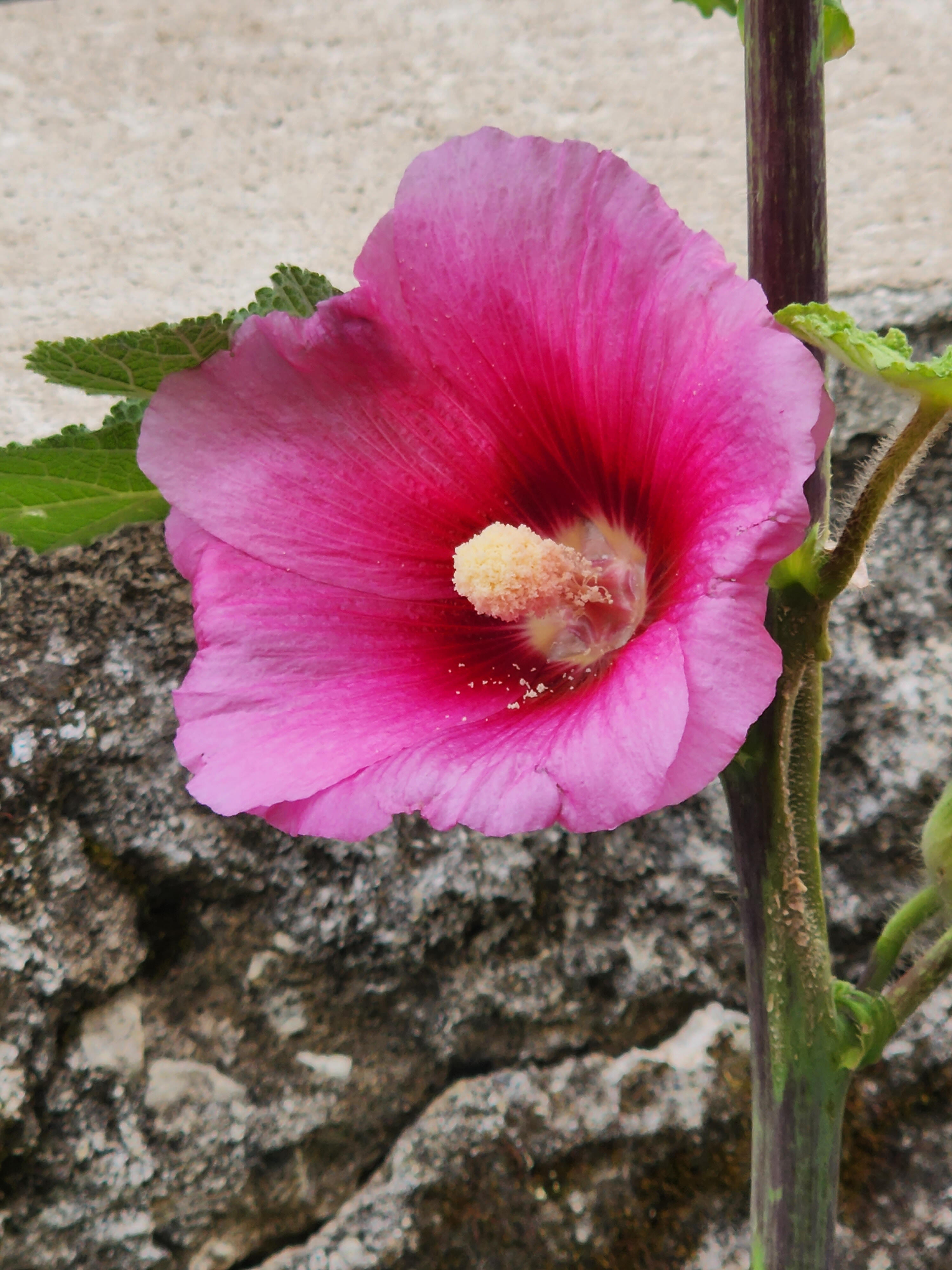 עיצוב גינות
