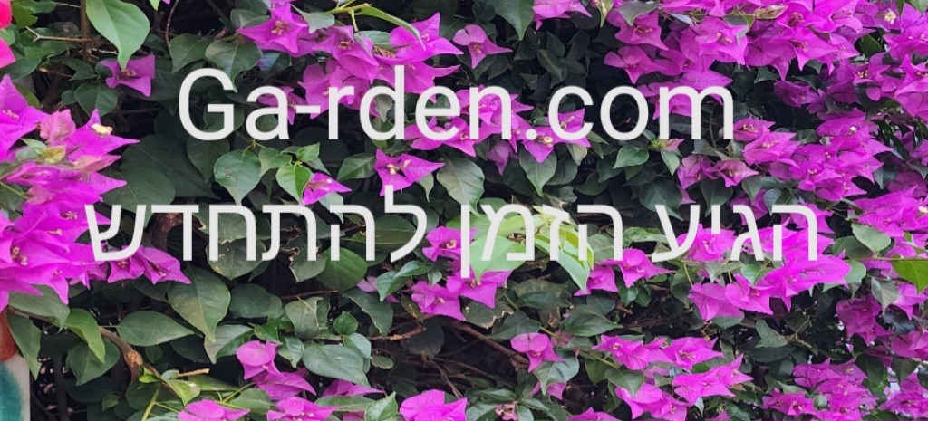 עיצוב גינות - הגינה שלי