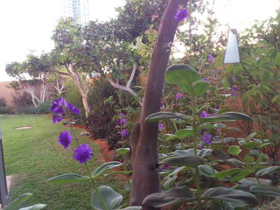 ����� ����� ����